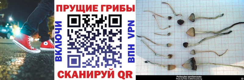 купить   Эртиль  Псилоцибиновые грибы MAGIC MUSHROOMS 